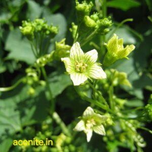 Bryonia alba plant